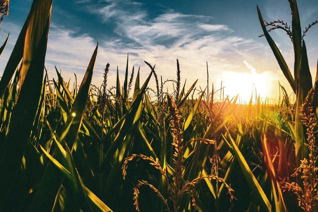 An Illinois cornfield at sunset, representative of the downstate region where many border-town dispensaries operate